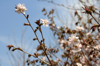 ミネ桜１.JPG