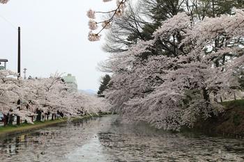 亀ノ甲付近の桜.jpg