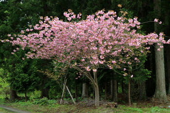 八重桜１.JPG
