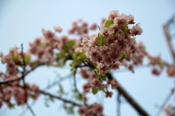 八重紅枝垂桜１.JPG