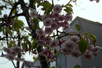八重紅枝垂桜１.JPG