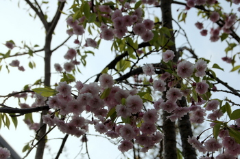 八重紅枝垂桜２.JPG