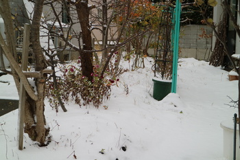初雪３.JPG