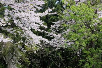 山桜.JPG