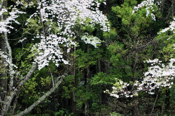 山桜１.JPG