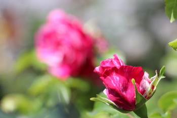 春薔薇１１.JPG