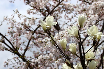 木蓮と桜.JPG