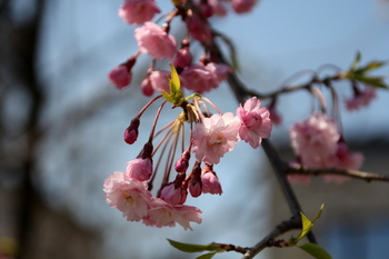 枝垂桜１.JPG