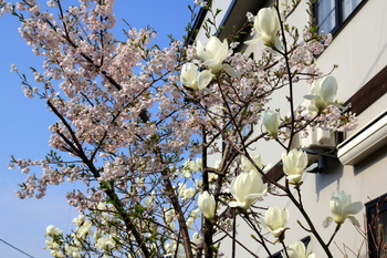 桜と白木蓮.JPG