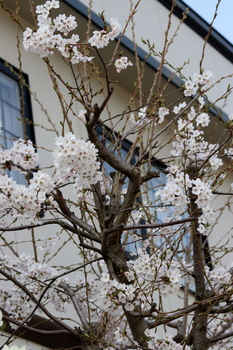 桜咲く１2024.4.18.JPG