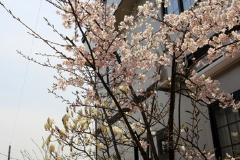 桜満開１.JPG