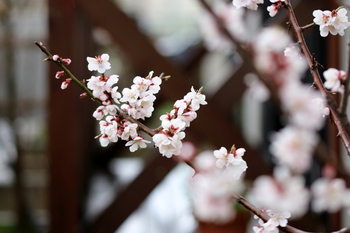 桜開花１.JPG