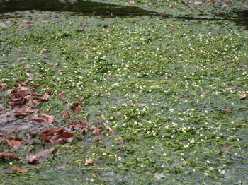 梅花藻１.JPG