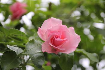 梅雨の薔薇１.jpg