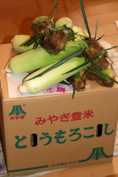 登米産トウモロコシ１.JPG