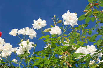 白い薔薇，空.JPG