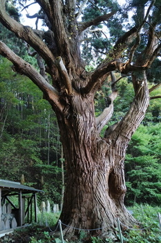 関の甕杉１.JPG