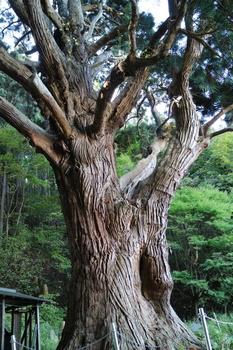 関の甕杉２.JPG