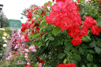 雨の薔薇の庭.JPG