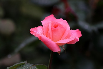雨の薔薇１.JPG