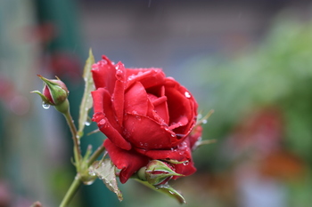 雨の薔薇１.JPG