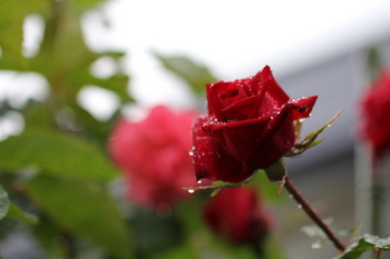 雨の薔薇２.JPG