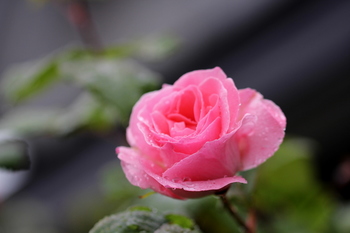 雨の薔薇３.JPG