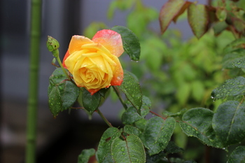 雨の薔薇４.JPG