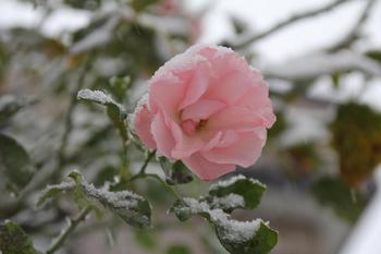 雪の薔薇.jpg